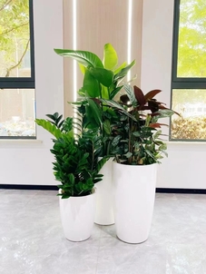 海曙花木租摆哪家值得挑？攻略为你备好！